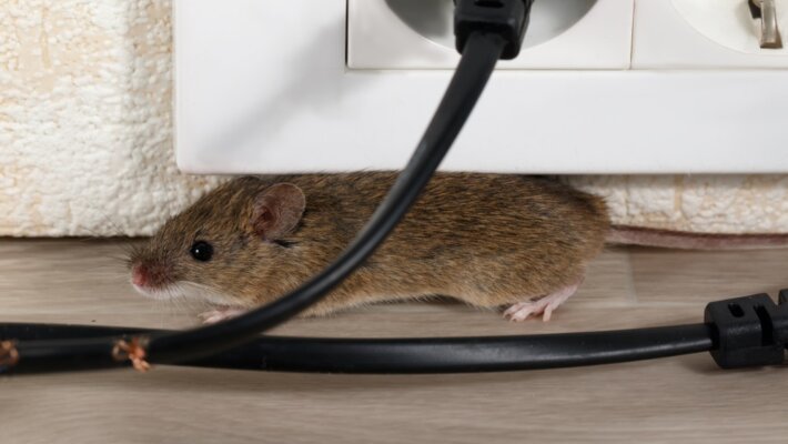 Waarom zijn muizen en ratten gevaarlijk, en hoe kun je ze bestrijden?