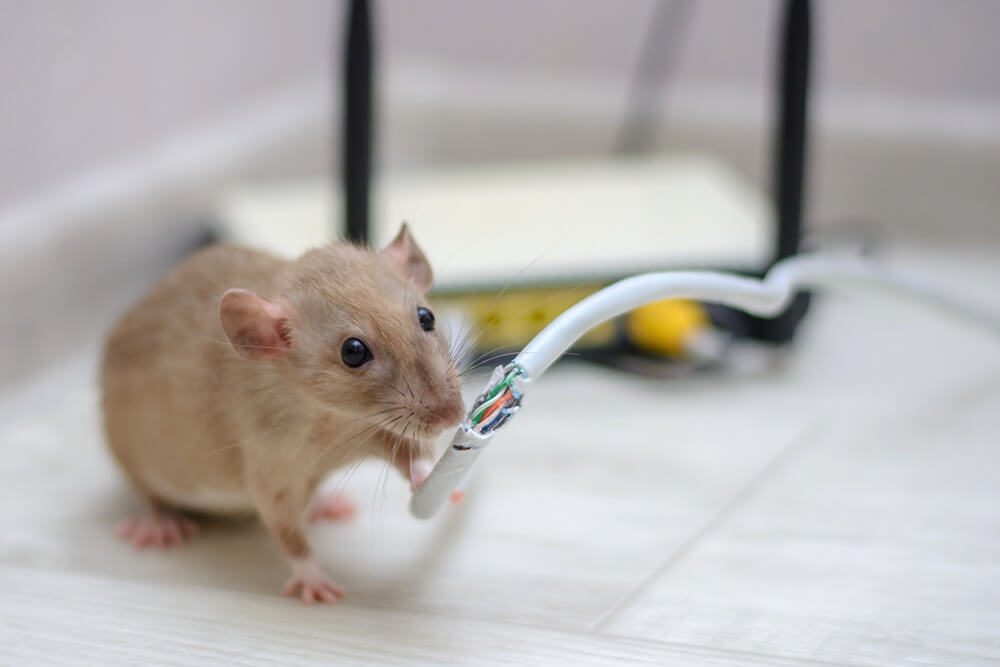 Waarom zijn muizen en ratten gevaarlijk